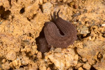 Media type: image;   Invertebrate Zoology 143930